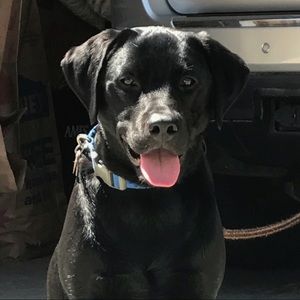 Meet your Posher, Hal